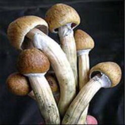 Uglies Magic Mushrooms | By ShroomCo®