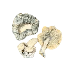Cosmic Ghost Rider Magic Mushrooms | By ShroomCo®