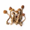 Cowboy Magic Mushrooms | By ShroomCo®