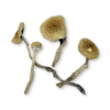 Makshak Magic Mushrooms | By ShroomCo®