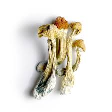 Exotic Bluey Vuittons